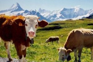 Referendum unic: Elveţienii votează dacă vacile din ţară îşi vor păstra coarnele sau nu