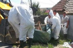 Noi asigurări ale oficialităţilor că, în judeţul Vâlcea, NU EXISTĂ pestă porcină!