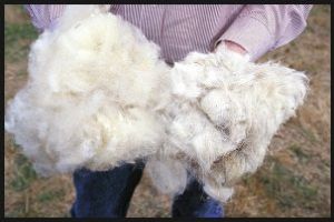 Programul de susţinere a crescătorilor de ovine, pentru comercializarea lânii, accesat şi în judeţul Covasna