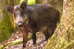 Cota de împuşcare a porcilor mistreţi din judeţul Covasna a fost mărită cu peste 1.100 de capete, pentru combaterea pestei porcine