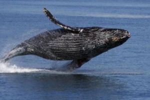 Uriaşele balene cu cocoaşă îşi schimbă „vocea” la maturitate