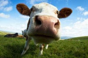 Elvetienii vor vota duminica daca vacile isi vor pastra coarnele