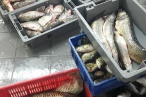 Jandarmii au depistat in zona Boema din Constanta, o persoana comercializand peste fara indeplinirea conditiilor legale (galerie foto)