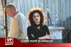 Curtea de Apel Craiova si Curtea de Apel Ploiesti au decis: contractele cu hingherii privati sunt ilegale