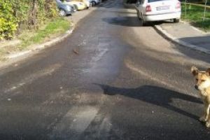 Din ciclul “se mira si cainii”: Imediat ninge, dar noi spalam stradutele, la fel ca pe canicula