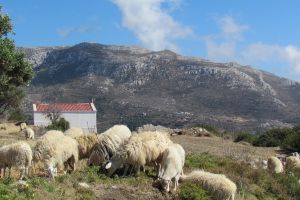 Asociaţiile crescătorilor de bovine, ovine şi caprine din Harghita pot solicita finanţare nerambursabilă pentru cheltuieli