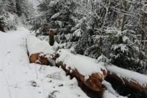 Zeci de metri cubi de lemn tăiat ilegal descoperiţi în pădure, la Cluj FOTO