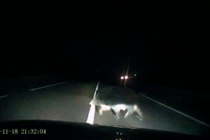 Se intampla in Romania! : Impact frontal cu un porc mistret. Totul a fost filmat! (galerie foto)