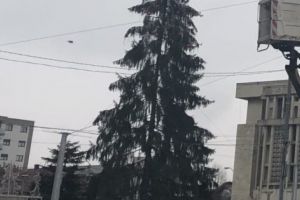 Bradul de Crăciun a ajuns la Piteşti