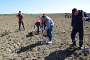 Vremea amână plantarea stejarilor în Parcul Memoriei Naţionale