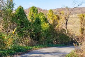 GURASADA sau toamna târziu, printre insecte şi felurite animale (Galerie foto)