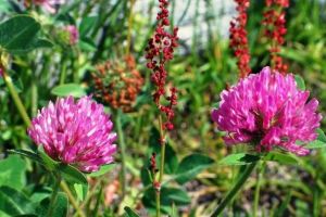 Trifoiul roşu (Trifolium pratense) – beneficii şi proprietăţi
