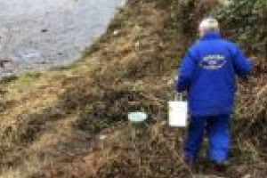 Primăria Reşiţa a început lupta cu rozătoarele