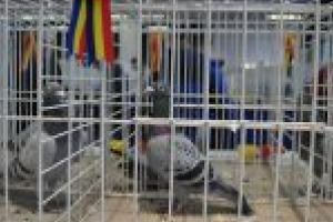 Asociaţia Columbofilă Dolj „Gelu Ioan Gătejescu“: Cea mai mare expoziţie de profil din sudul ţării, în week-end, la Centrul Multifuncţional
