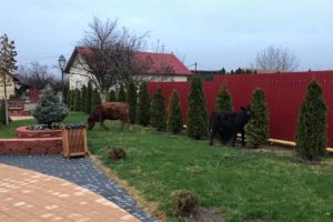 FOTO/ VIDEO: Lupul, paznic la oi! Vacile şi caii directorului adjunct al DSV Alba distrug parcurile din Ciugud şi recoltele de pe terenurile comunei