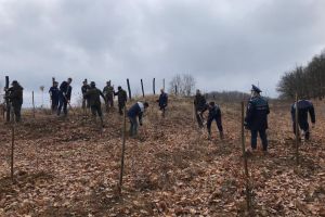 Pădure Centenar, plantată de poliţişti în Agrişu de Sus