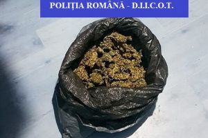 Percheziţii la cultivatori de cannabis din Oradea: O armă, aproape 2 kilograme de droguri şi materiale şi instrumente au fost confiscate (FOTO)