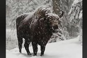 Imagini superbe cu un zimbru în libertate, în pădurile din Parcul Natural Vanatori Neamţ - VIDEO