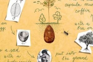 ÎNMORMÂNTAREA în SICRIU va deveni ISTORIE. Ce planuri au doi italieni pentru „VIAȚA de APOI”. „Cimitirul va DEVENI o PĂDURE SACRĂ”