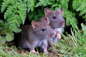 Un tip de hepatită făcut doar de şobolani s-a transmis la oameni