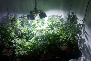 FOTOGALERIE DIICOT! Plantaţie de cannabis într-o locuinţă din judeţul vecin