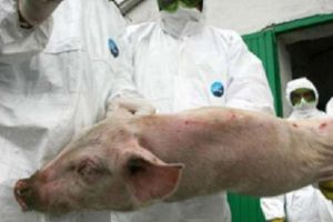 Pesta Porcină Africană evoluează în 289 de localităţi din 17 judeţe