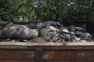 Pesta porcină se extinde: Olt, al 18-lea judeţ din ţară în care s-a confirmat prezenţa virusului