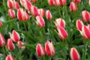 Parcul Central va fi în sfârşit gata primăvara viitoare. Primarul promite lalele şi mai frumoase în Parcul Justiţiei