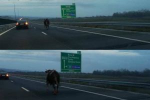 FOTO: O vacă pe autostrada Sebeş – Turda! Imagini incredibile surprinse de un şofer între Aiud şi Turda