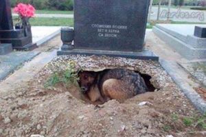 Câinele care stătea neclintit sub o piatră funerară – NU îşi păzea stăpânul