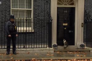 VIDEO Situaţie grea pentru motanul premierului Marii Britanii