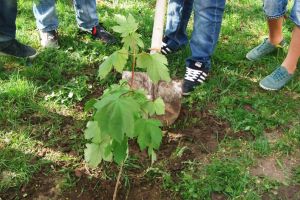 Iniţiativa ”Plantăm fapte bune în România” continuă la Negomir, în 2019