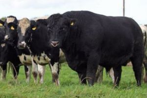 Cu fierul roşu. În ELVEŢIA vacile nu vor mai fi CORNUTE