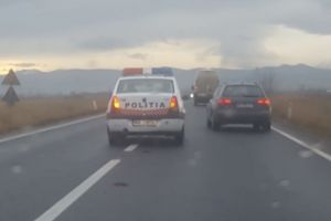 Căprioară ucisă de o maşină, la Șercaia