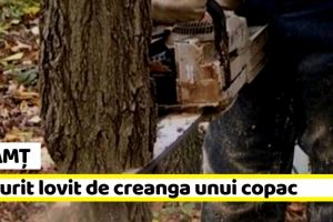 Neamţ: A murit lovit de o creangă din copacul pe care îl tăia