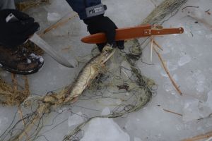 Bărbat din Blaj cercetat pentru braconaj piscicol