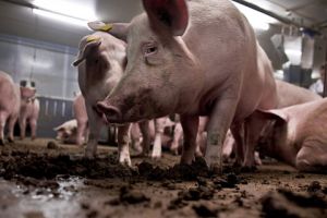 Un nou focar de pestă porcină, în Olt