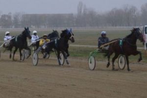 Curse de trap şi de ogari în ultima reuniune hipică de pe Hipodromul Ploieşti