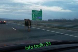 O biată vacă a pătruns pe Autostrada Aiud - Turda. Șoferii s-au purtat ca nişte RETARDAȚI - FOTO