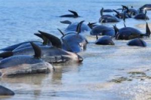 Circa 145 de balene pilot au murit pe o plaja izolata din Noua Zeelanda