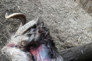 URŞII ATACĂ ÎN GOSPODĂRIILE ARGEŞENE!