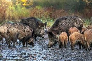 Măsuri pentru eradicarea pestei porcine africane în Delta Dunării. Începe vânătoarea mistreţilor şi şacalilor din Rezervaţie