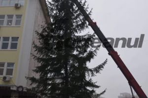 Brad nou în centrul Târgu-Jiului