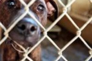 Strigăt de ajutor din lumea celor care nu cuvântă!