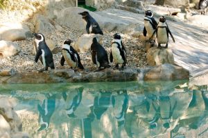 Pinguinii şi foci, la Zoo Braşov. Animalele vor putea fi văzute şi de sub apă