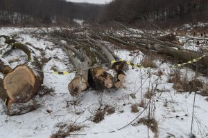 Localnic din Secuieni amendat cu 8.000 de lei pentru tăierea unor arbori