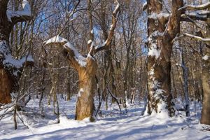 Dosar penal pentru stejari tăiaţi ilegal