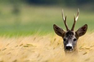 La Remetea Chioarului: Doi maramureseni, prinsi in miez de noapte cu un caprior mort