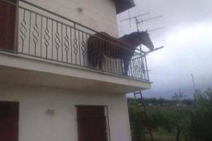 Prinţul din poveşti şi-a ”parcat” calul în Floreşti, direct în balcon - FOTO
