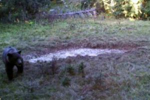 VIDEO: Un Moş Martin mai curios, surprins de camerele de supraveghere dintr-o pădure din Parcul Natural Apuseni